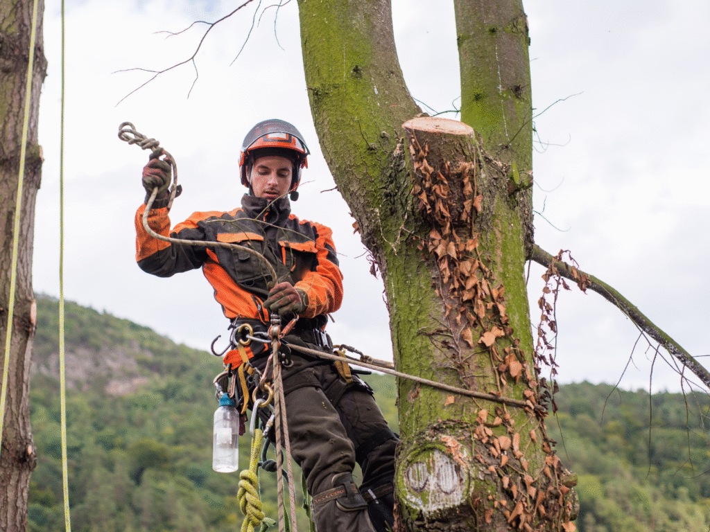 Trädfällning klättrande arborist (1)